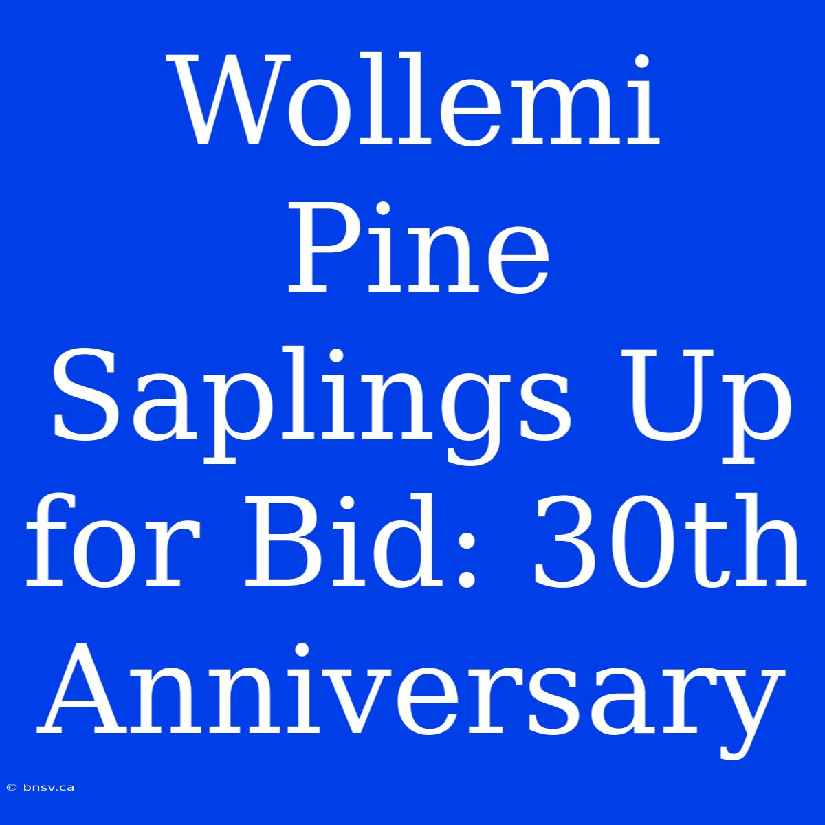 Wollemi Pine Saplings Up For Bid: 30th Anniversary