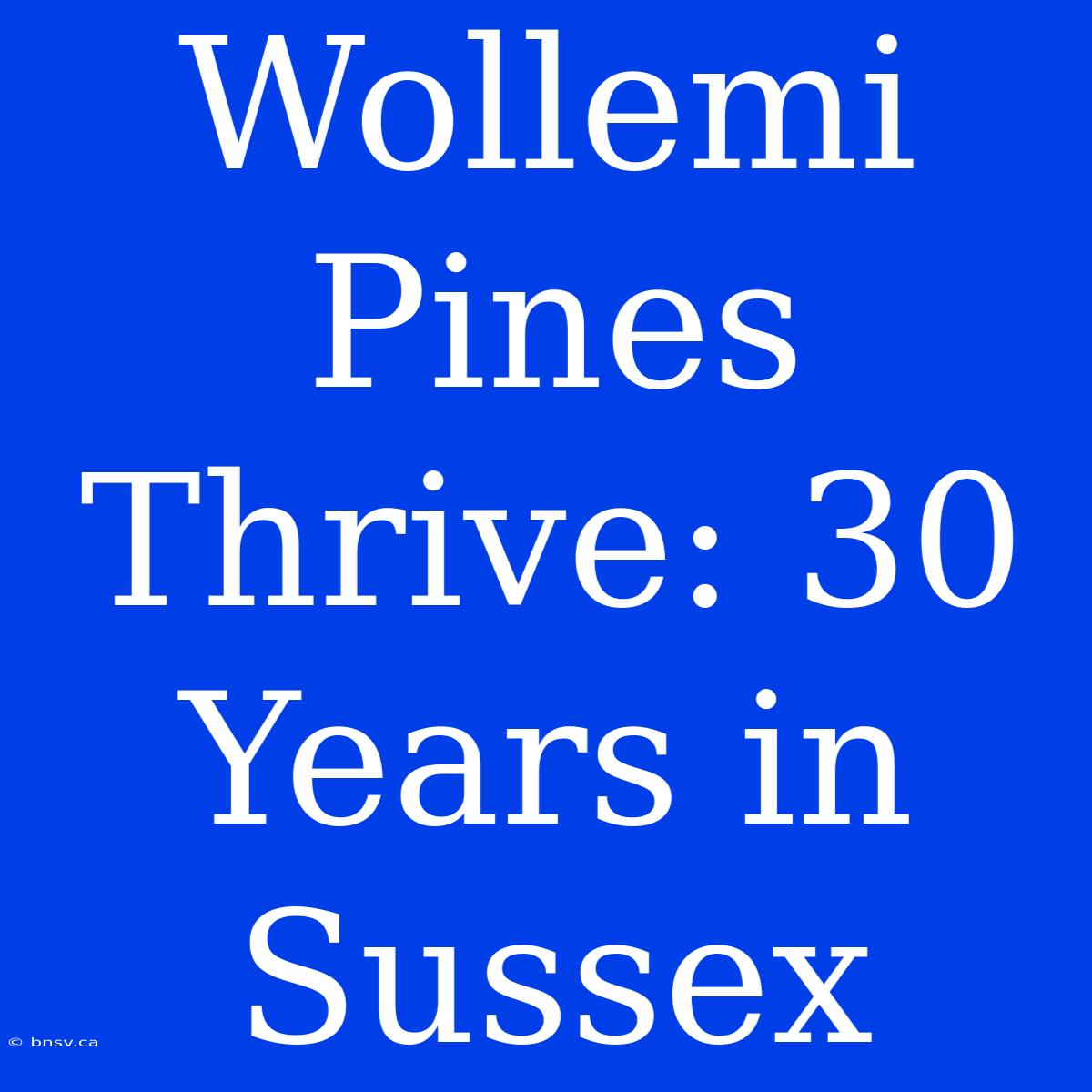 Wollemi Pines Thrive: 30 Years In Sussex