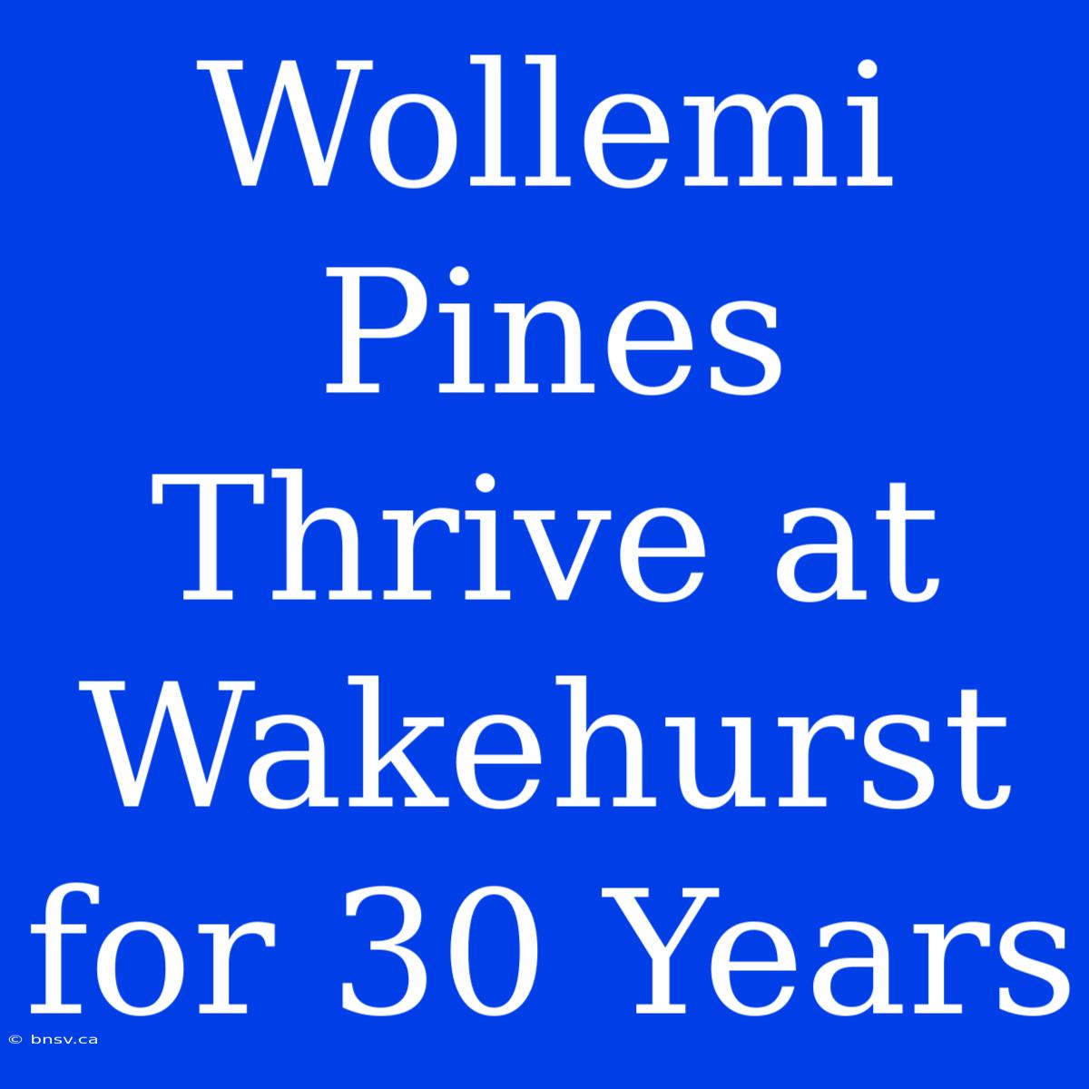 Wollemi Pines Thrive At Wakehurst For 30 Years