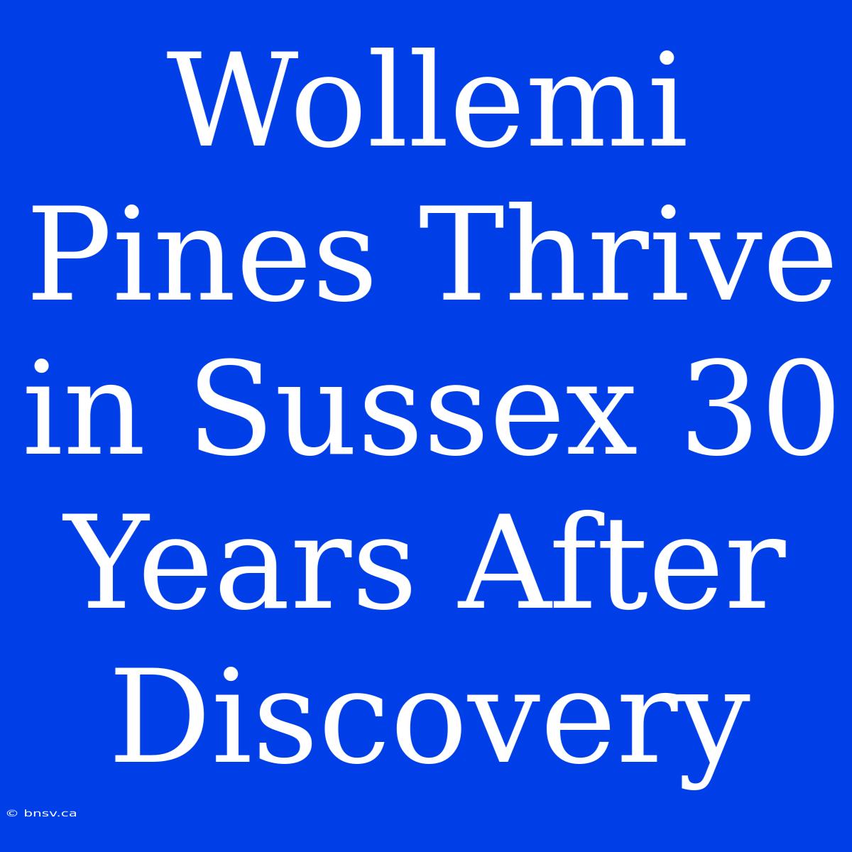 Wollemi Pines Thrive In Sussex 30 Years After Discovery