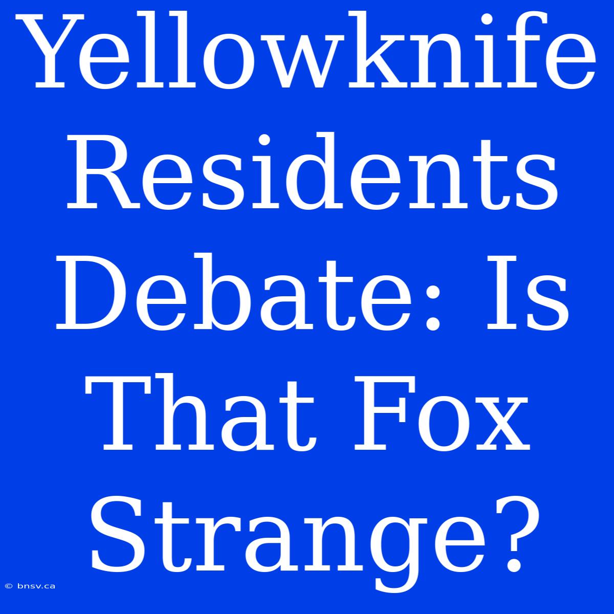 Yellowknife Residents Debate: Is That Fox Strange?