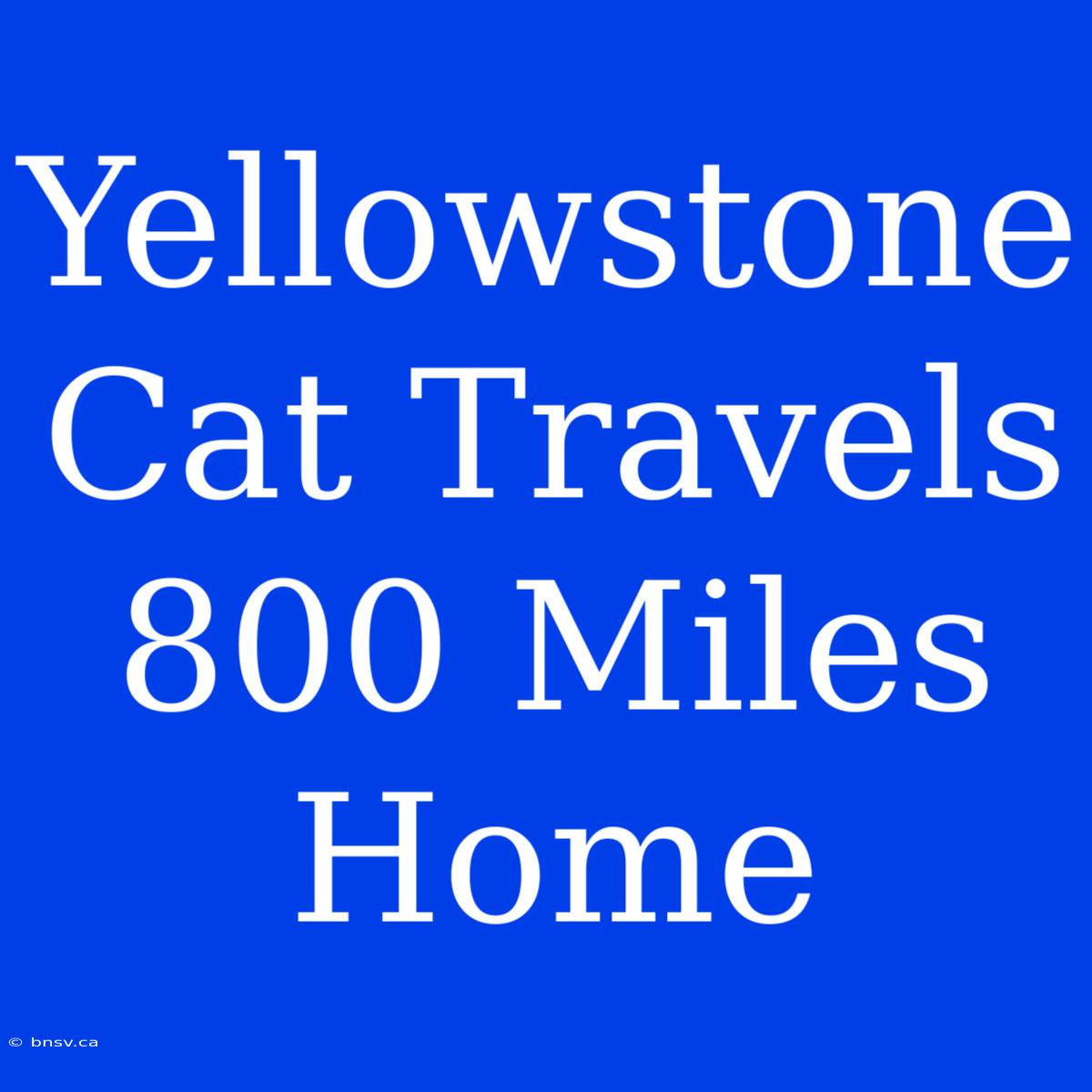 Yellowstone Cat Travels 800 Miles Home