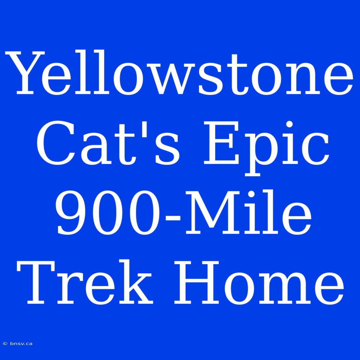 Yellowstone Cat's Epic 900-Mile Trek Home