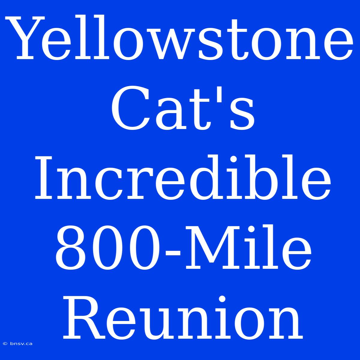 Yellowstone Cat's Incredible 800-Mile Reunion