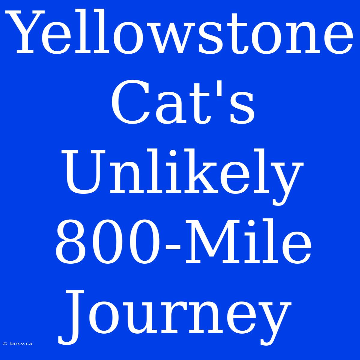 Yellowstone Cat's Unlikely 800-Mile Journey