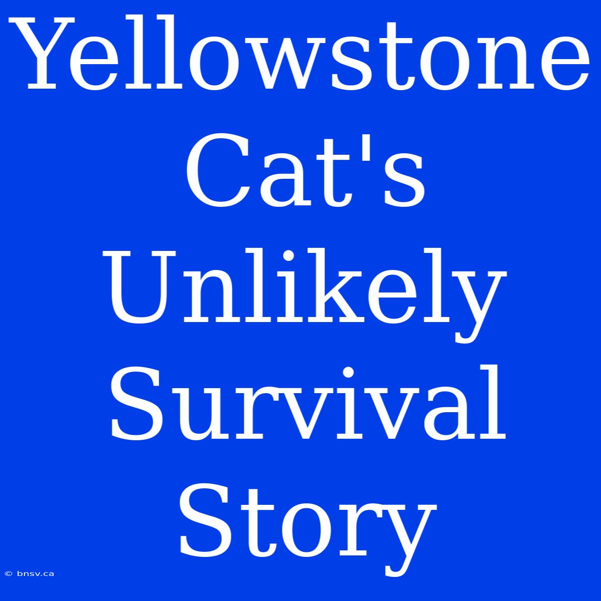 Yellowstone Cat's Unlikely Survival Story