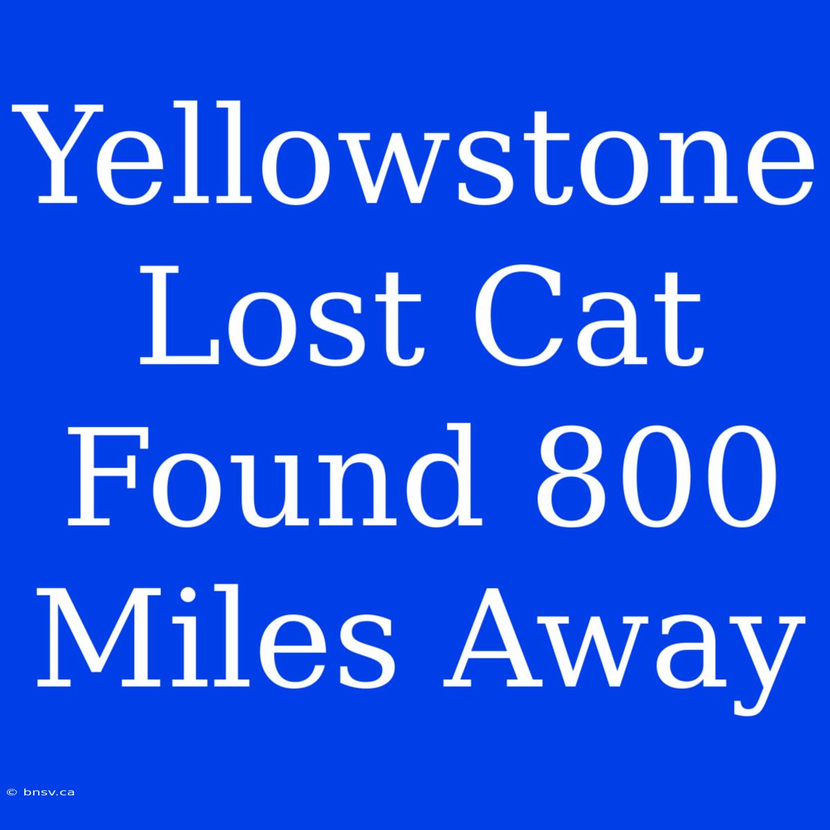 Yellowstone Lost Cat Found 800 Miles Away