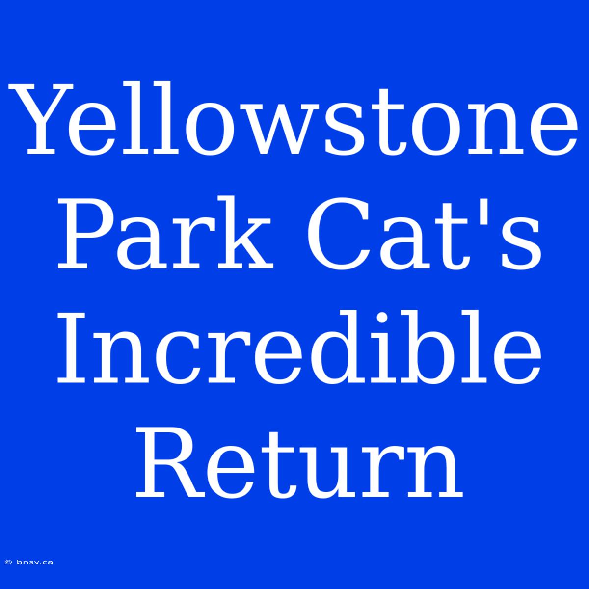 Yellowstone Park Cat's Incredible Return