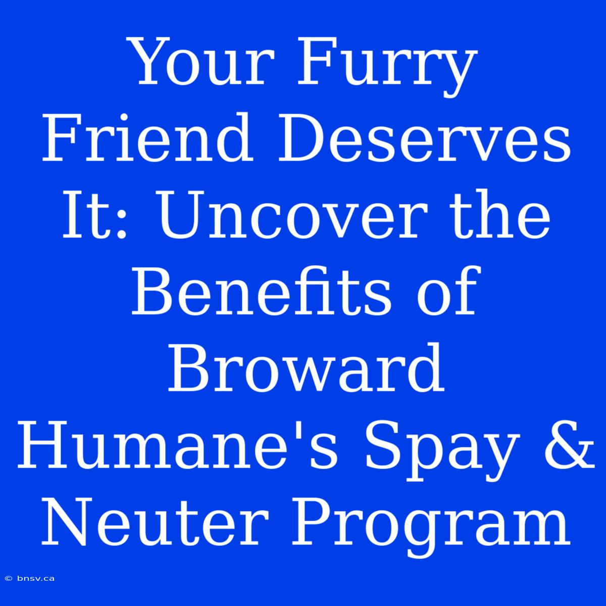 Your Furry Friend Deserves It: Uncover The Benefits Of Broward Humane's Spay & Neuter Program